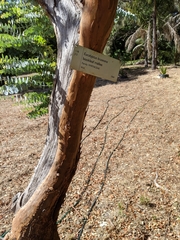 Eucalyptus kruseana