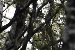 Urodynamis taitensis