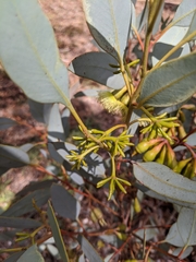 Eucalyptus pimpiniana
