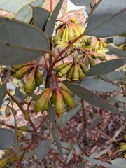 Eucalyptus pimpiniana
