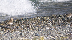 Charadrius modestus