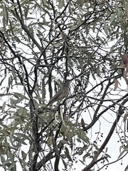 Pachycephala rufiventris