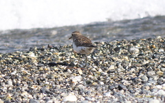 Charadrius modestus