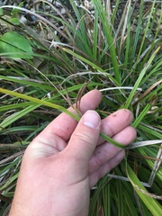 Carex spinirostris