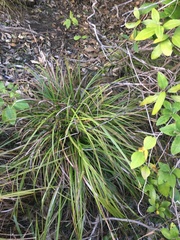 Carex spinirostris