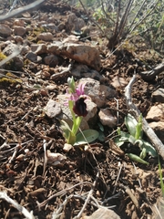 Ophrys ferrum-equinum
