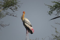 Mycteria leucocephala