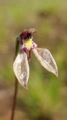 Eriochilus