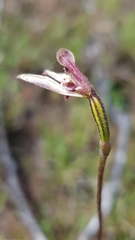 Eriochilus