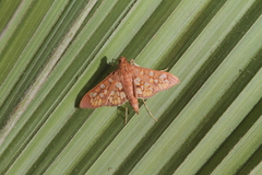 Prenesta fenestrinalis