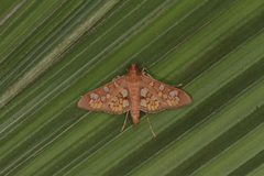 Prenesta fenestrinalis