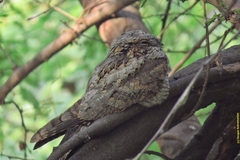 Caprimulgus jotaka