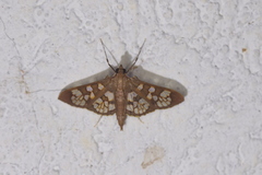 Prenesta fenestrinalis