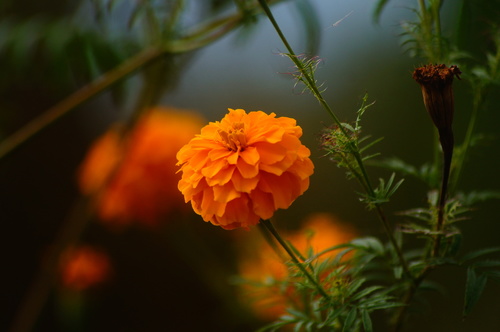 Tagetes erecta