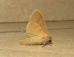 Bombycopsis