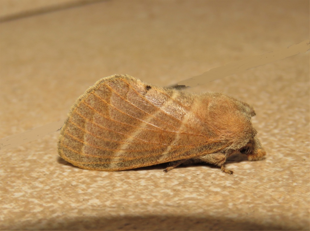 Bombycopsis punctimarginata