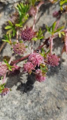 Actinotus gibbonsii