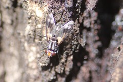 Euthera skusei