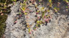 Actinotus gibbonsii