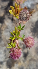Actinotus gibbonsii