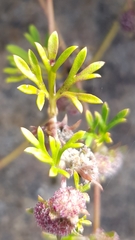 Actinotus gibbonsii