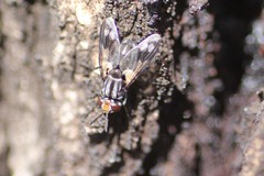 Euthera skusei