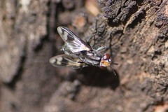 Euthera skusei