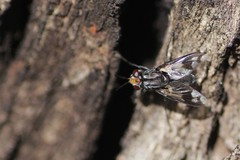 Euthera skusei