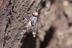 Euthera skusei