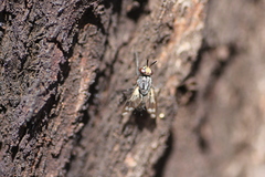 Euthera skusei