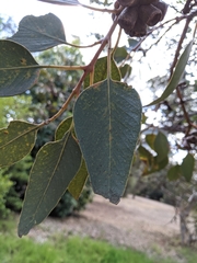 Eucalyptus grossa