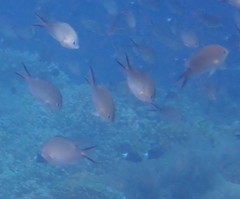 Chromis ternatensis