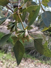 Eucalyptus grossa