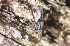 Euthera skusei