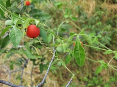 Blastania cerasiformis