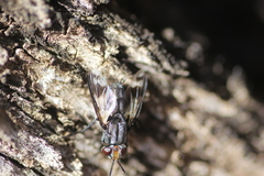Euthera skusei