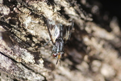 Euthera skusei