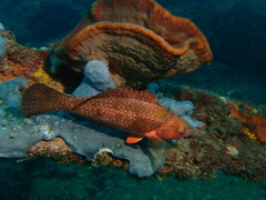 Notolabrus parilus