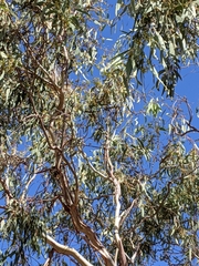Eucalyptus gillenii
