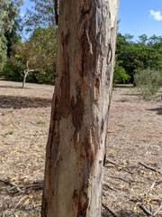 Eucalyptus gillenii