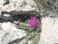 Centaurea raphanina mixta