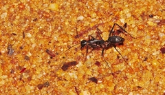 Camponotus etiolipes