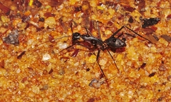 Camponotus etiolipes