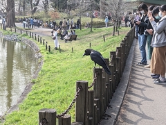Corvus macrorhynchos