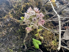 Petasites tricholobus