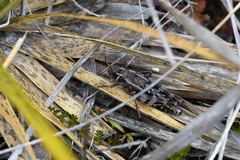 Sigaus australis