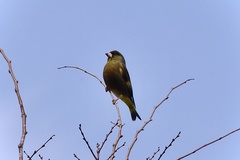 Chloris sinica