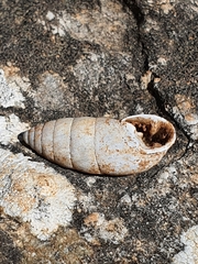 Chondrula bergeri
