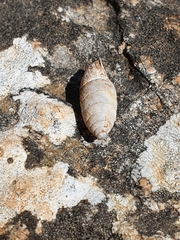 Chondrula bergeri