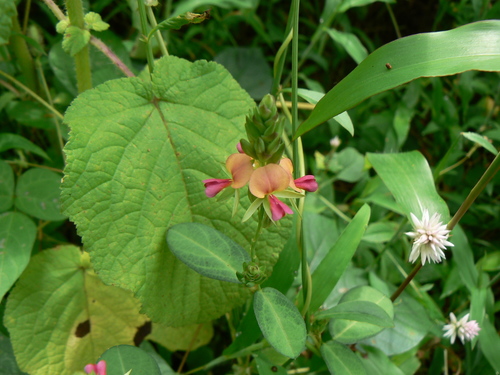 Sanjappa's Alyce Clover (Alysicarpus sanjappae)